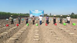 PG Pesantren Baru Salurkan Bantuan Bibit Gratis, Dorong Produktivitas Petani Tebu Lewat Program Bongkar Ratoon