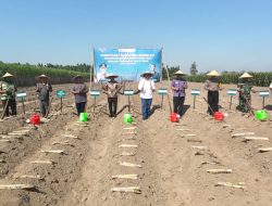 PG Pesantren Baru Salurkan Bantuan Bibit Gratis, Dorong Produktivitas Petani Tebu Lewat Program Bongkar Ratoon