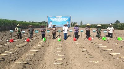 PG Pesantren Baru Salurkan Bantuan Bibit Gratis, Dorong Produktivitas Petani Tebu Lewat Program Bongkar Ratoon