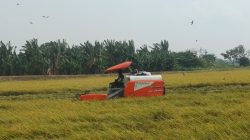 Harga Gabah di Lamongan Capai Rp8.400 per Kilogram, Petani Sumringah Saat Panen Raya