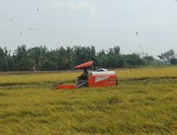 Harga Gabah di Lamongan Capai Rp8.400 per Kilogram, Petani Sumringah Saat Panen Raya