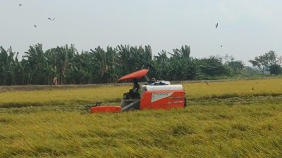 Harga Gabah di Lamongan Capai Rp8.400 per Kilogram, Petani Sumringah Saat Panen Raya