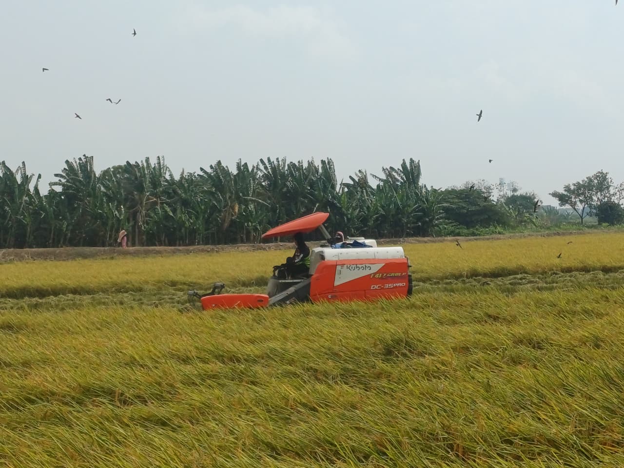 Harga Gabah di Lamongan Capai Rp8.400 per Kilogram, Petani Sumringah Saat Panen Raya
