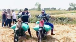 Naik Ojek Gabah, Bupati Lamongan Panen Padi Demplot PM-AAS Capai 9,92 Ton per Hektare