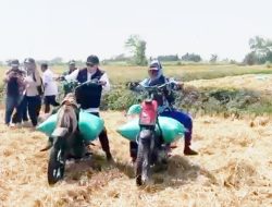 Naik Ojek Gabah, Bupati Lamongan Panen Padi Demplot PM-AAS Capai 9,92 Ton per Hektare