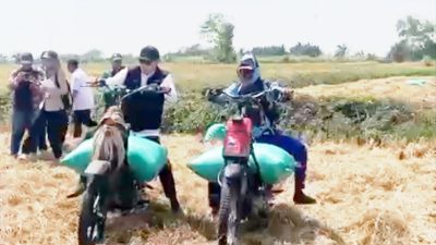 Naik Ojek Gabah, Bupati Lamongan Panen Padi Demplot PM-AAS Capai 9,92 Ton per Hektare