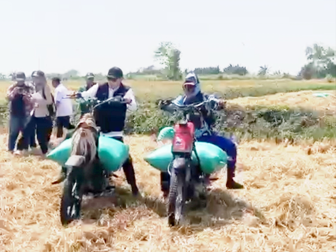 Naik Ojek Gabah, Bupati Lamongan Panen Padi Demplot PM-AAS Capai 9,92 Ton per Hektare