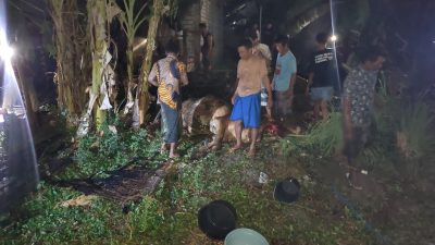 Ditinggal Tahlilan, Kandang Sapi di Babat Terbakar, Empat Ekor Sapi dan Dua Motor Hangus