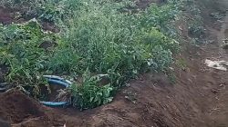 Kentang Belum Waktunya Dipanen Dicuri, Petani Sumberbrantas Kota Batu Rugi Jutaan Rupiah