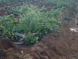 Kentang Belum Waktunya Dipanen Dicuri, Petani Sumberbrantas Kota Batu Rugi Jutaan Rupiah