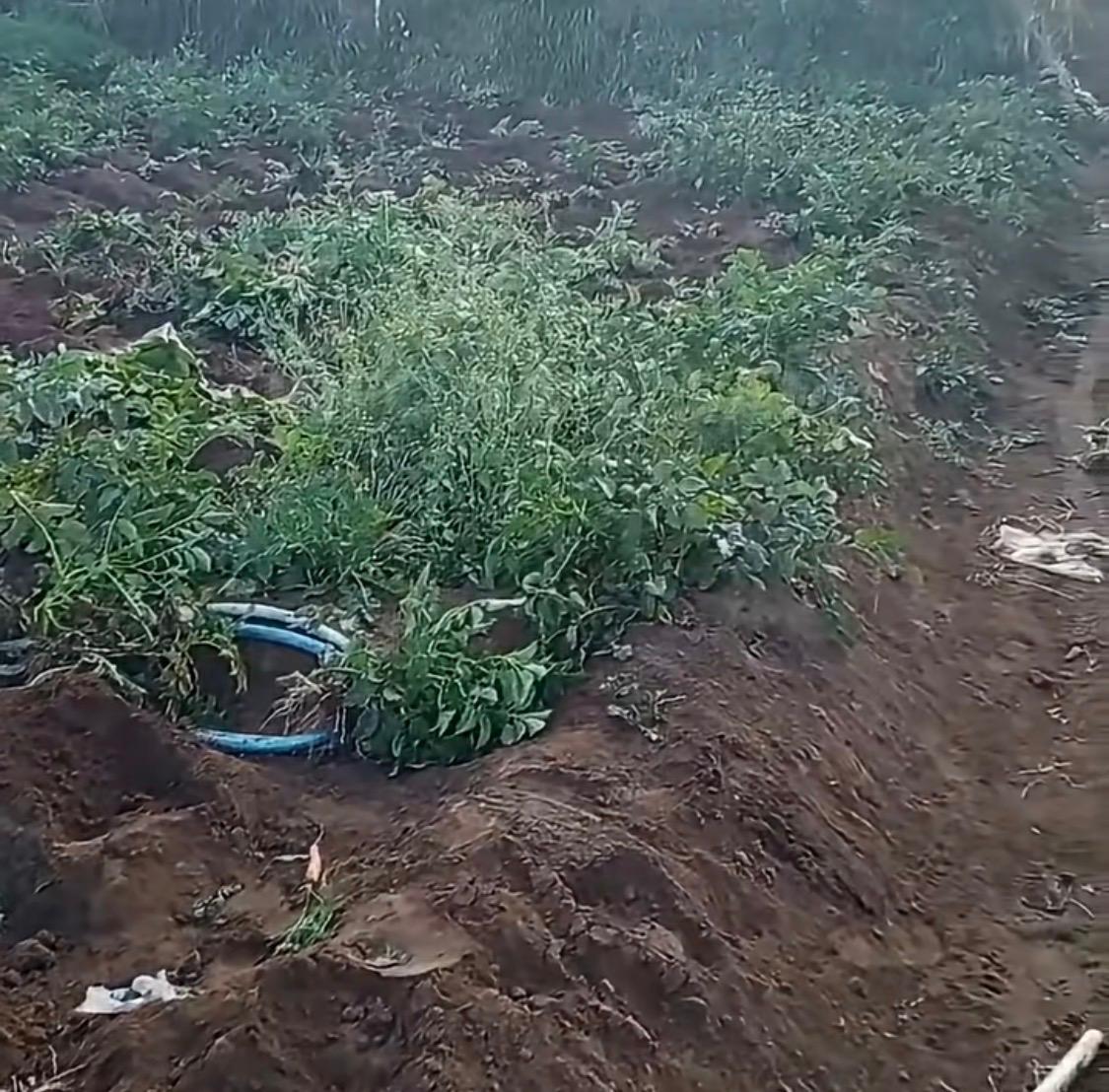 Kentang Belum Waktunya Dipanen Dicuri, Petani Sumberbrantas Kota Batu Rugi Jutaan Rupiah