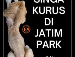 Viral Foto Singa Kurus di Jatim Park 2, Kondisi Satwa Jadi Sorotan