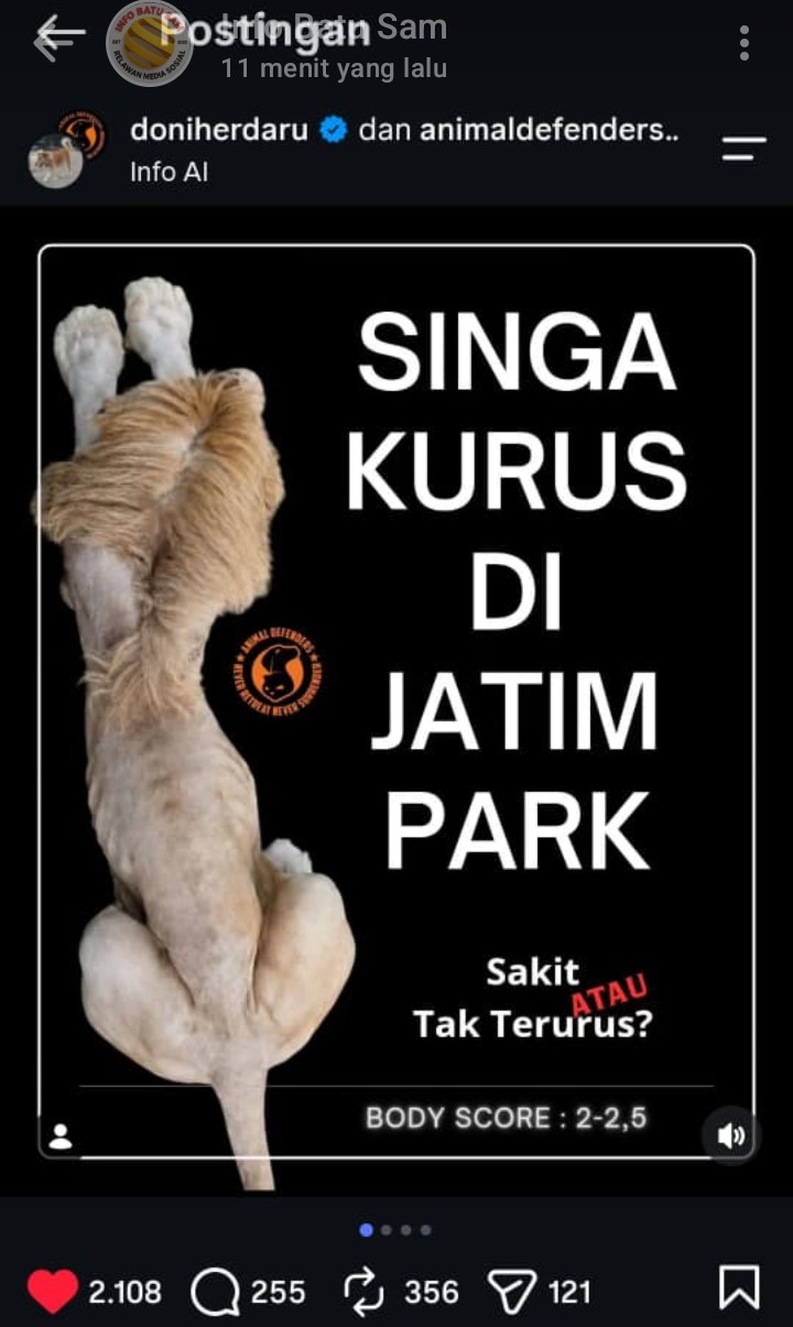 Viral Foto Singa Kurus di Jatim Park 2, Kondisi Satwa Jadi Sorotan