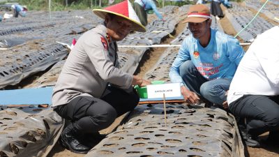 Dukung Swasembada Pangan, Polisi Tanam Bawang Putih di Lahan 1,5 Hektare di Malang
