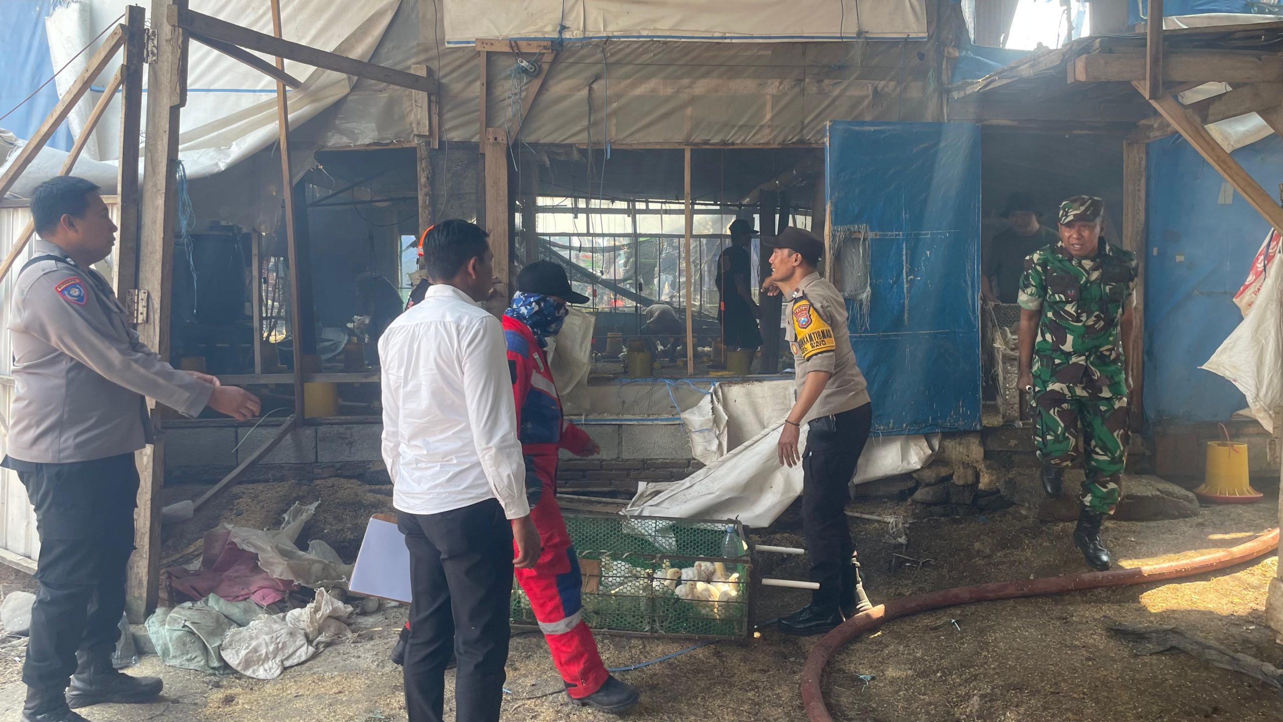Kandang Ayam Potong Milik Peternak di Sisir Kota Batu Hangus Dilalap Api