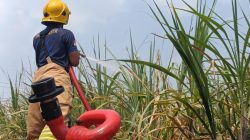 Kebun Tebu Terbakar di Rembang Ngadiluwih, Kerugian Ditaksir Capai Rp50 Juta