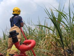 Kebun Tebu Terbakar di Rembang Ngadiluwih, Kerugian Ditaksir Capai Rp50 Juta