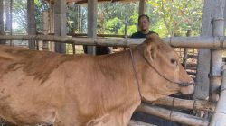Sapi Bantuan UPPO Dijual untuk Pakan, Poktan Sumberurip Nganjuk Disorot