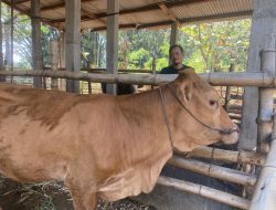 Sapi Bantuan UPPO Dijual untuk Pakan, Poktan Sumberurip Nganjuk Disorot