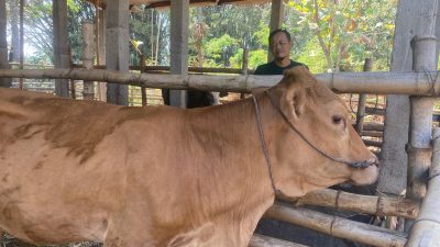 Sapi Bantuan UPPO Dijual untuk Pakan, Poktan Sumberurip Nganjuk Disorot
