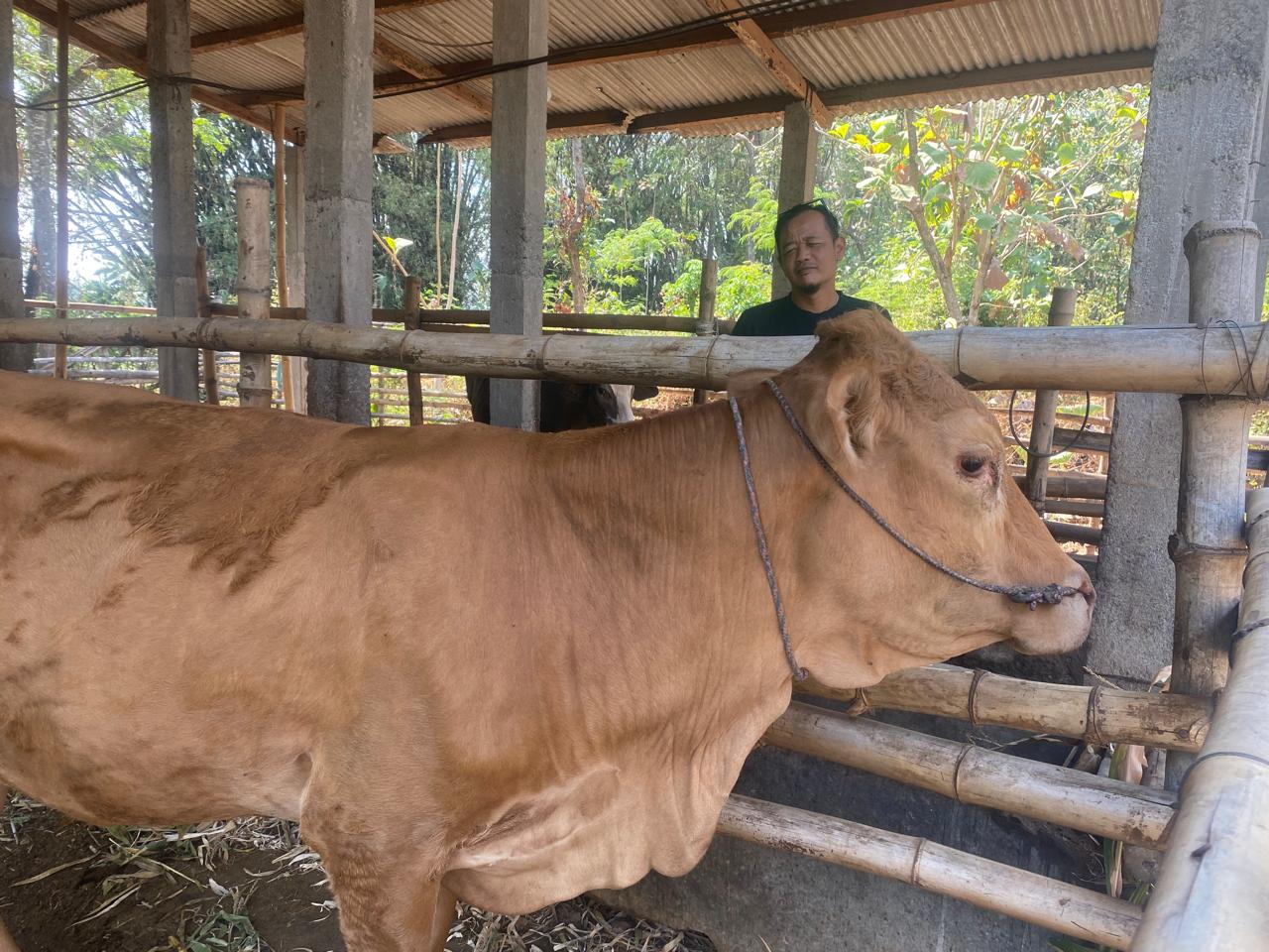 Sapi Bantuan UPPO Dijual untuk Pakan, Poktan Sumberurip Nganjuk Disorot