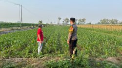 Dukung Ketahanan Pangan, Polsek Plemahan Perkuat Pendampingan Kelompok Tani di Desa Mejono