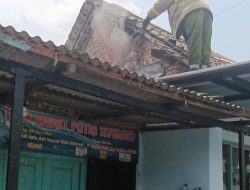 Sarang Tawon Ndas Sebesar Karung Dievakuasi Petugas Damkar di Papar