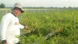 Musim Kemarau, Petani Cabai Kediri Waspadai Serangan Virus Kuning