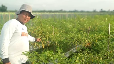 Musim Kemarau, Petani Cabai Kediri Waspadai Serangan Virus Kuning