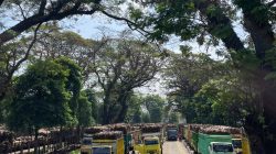 Hari Giling ke-87, PG Ngadiredjo Sukses Giling 5 Juta Kuintal Tebu