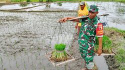 Dukung Ketahanan Pangan, Babinsa Doko Dampingi Petani Tanam Padi di Desa Plumbagan
