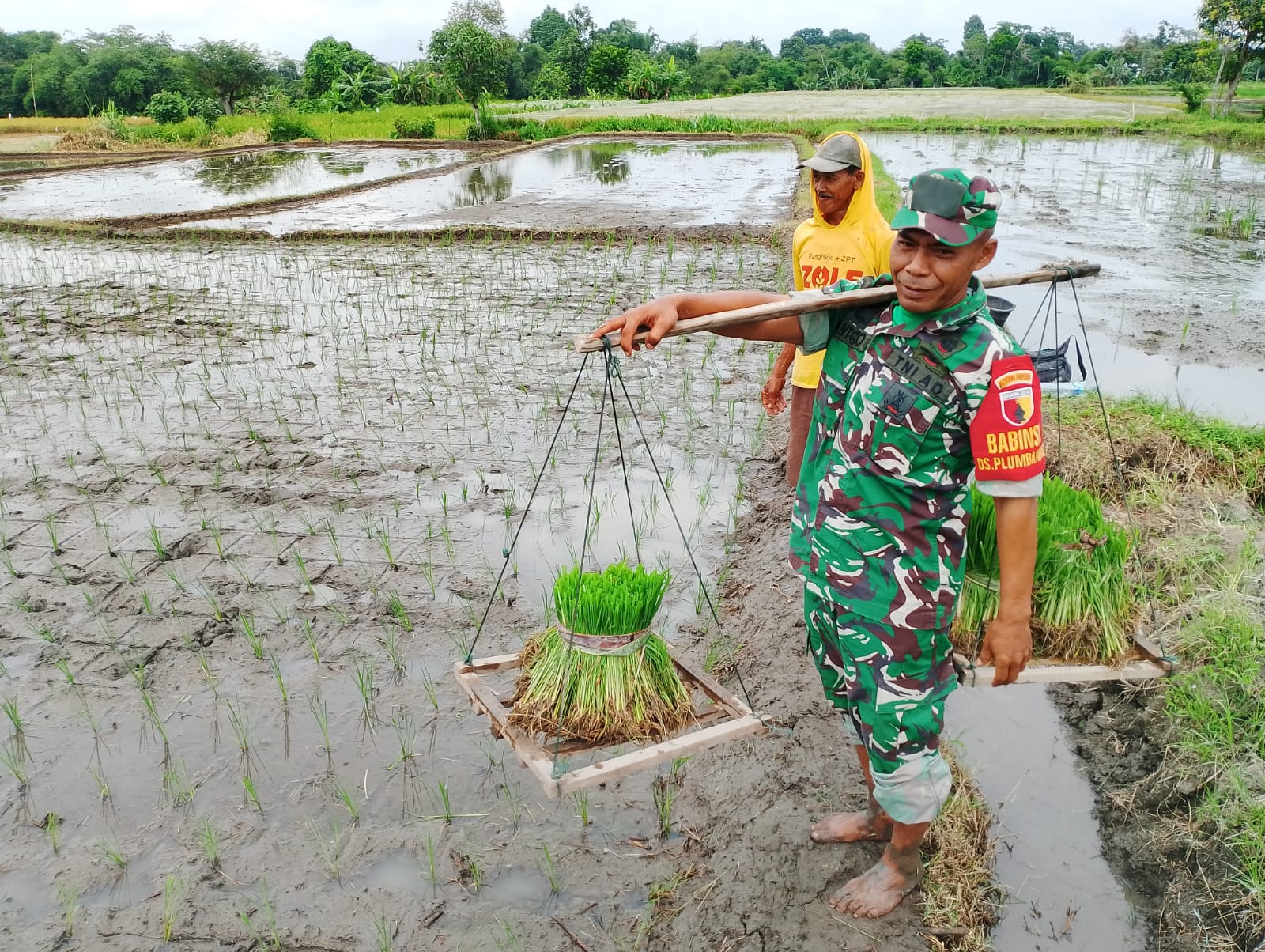 Dukung Ketahanan Pangan, Babinsa Doko Dampingi Petani Tanam Padi di Desa Plumbagan