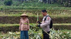Bhabinkamtibmas Polsek Kesamben Dampingi Petani, Dukung Program Ketahanan Pangan