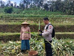 Bhabinkamtibmas Polsek Kesamben Dampingi Petani, Dukung Program Ketahanan Pangan