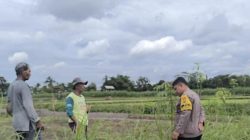 Polres Blitar Dampingi Petani Jagung, Perkuat Dukungan terhadap Ketahanan Pangan