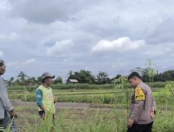 Polres Blitar Dampingi Petani Jagung, Perkuat Dukungan terhadap Ketahanan Pangan