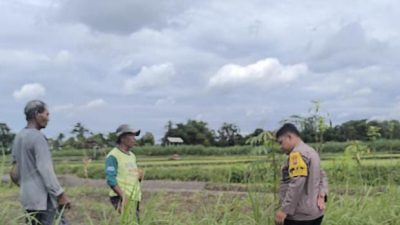 Polres Blitar Dampingi Petani Jagung, Perkuat Dukungan terhadap Ketahanan Pangan
