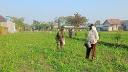 Babinsa Dampingi Poktan Wisanggeni Rawat Jagung untuk Dongkrak Hasil Panen