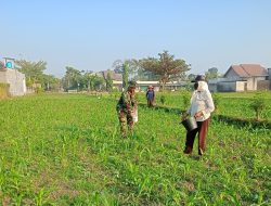 Babinsa Dampingi Poktan Wisanggeni Rawat Jagung untuk Dongkrak Hasil Panen