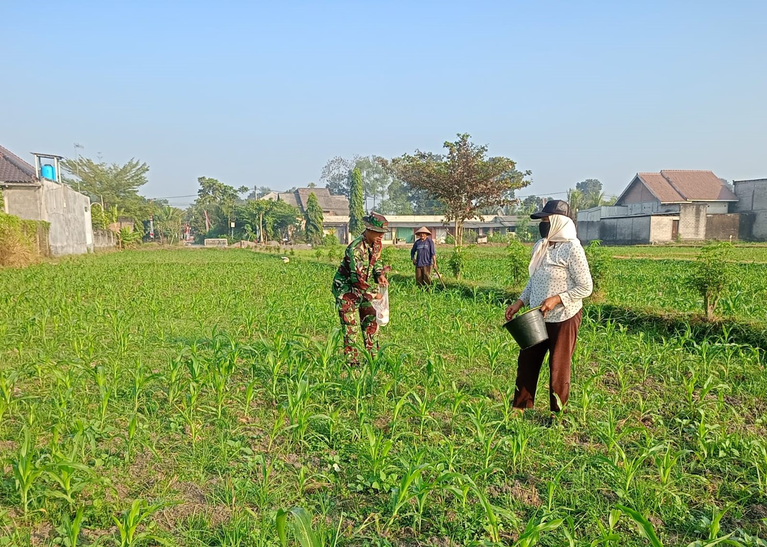 Babinsa Dampingi Poktan Wisanggeni Rawat Jagung untuk Dongkrak Hasil Panen
