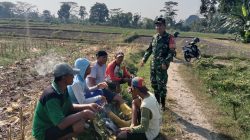 Perkuat Swasembada Pangan, Babinsa Intensifkan Komunikasi dengan Poktan Sumber Makmur