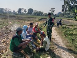 Perkuat Swasembada Pangan, Babinsa Intensifkan Komunikasi dengan Poktan Sumber Makmur