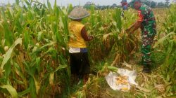 Dukung Ketahanan Pangan, Babinsa Kanigoro Bantu Petani Panen Jagung