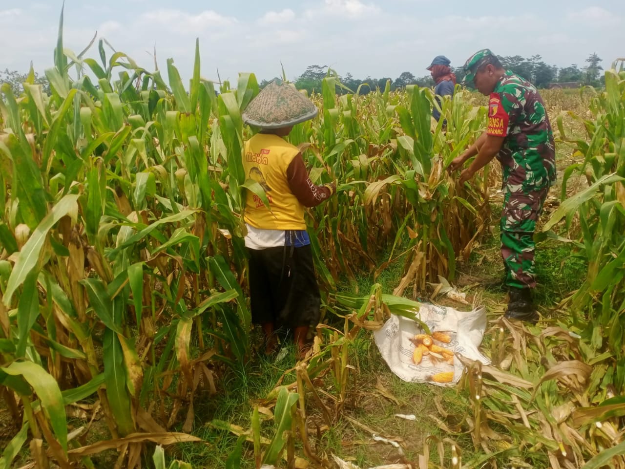 Dukung Ketahanan Pangan, Babinsa Kanigoro Bantu Petani Panen Jagung