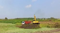 Panen Raya Tembakau Lamongan, Harga Varietas Jawa Tembus Rp52 Ribu per Kilogram