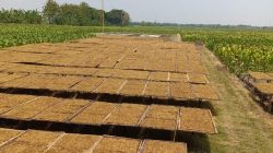 Tembakau Kepuhrejo Jombang Laris, Harga Rajangan Kering Tembus Rp50 Ribu per Kilogram
