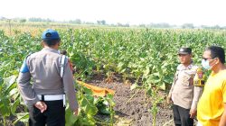 Hilang Enam Hari, Lansia 96 Tahun Ditemukan Meninggal di Persawahan Kudubanjar Jombang