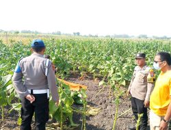 Hilang Enam Hari, Lansia 96 Tahun Ditemukan Meninggal di Persawahan Kudubanjar Jombang