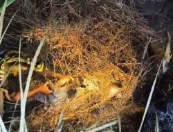 Sempat Hilang Sepekan, Nenek 96 Tahun Ditemukan Lemas di Tengah Hutan Ngusikan