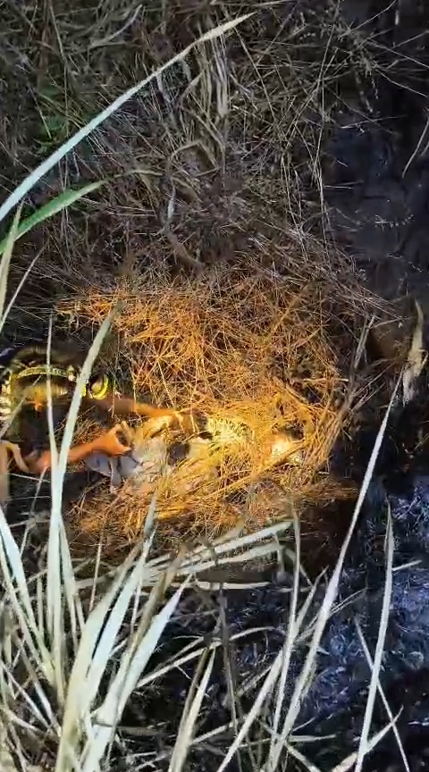 Sempat Hilang Sepekan, Nenek 96 Tahun Ditemukan Lemas di Tengah Hutan Ngusikan